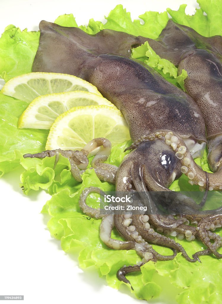 squids  Animal Stock Photo