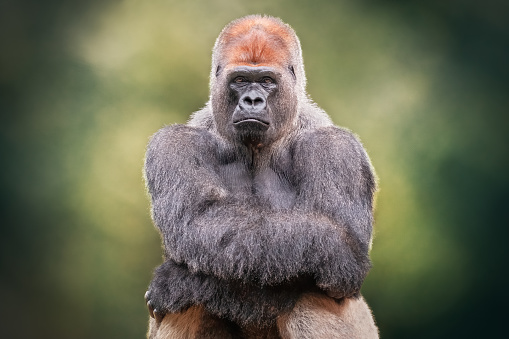 Portrait of a Silverback Gorilla crossing hands. African wild animal. It is a primate similar to the monkey