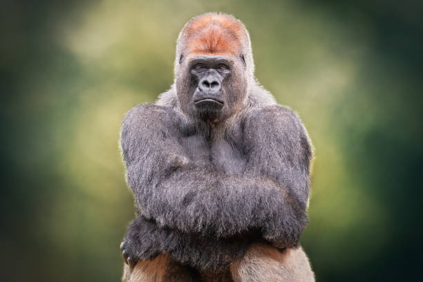 Portrait of a Silverback Gorilla crossing hands. African wild animal Portrait of a Silverback Gorilla crossing hands. African wild animal. It is a primate similar to the monkey monkey photos stock pictures, royalty-free photos & images