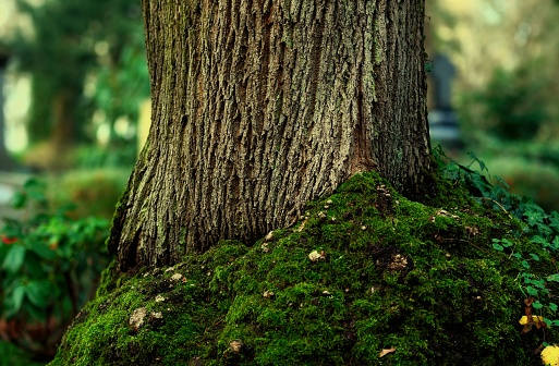 tree trunk with mossy roots in front of a blurred background in a forest