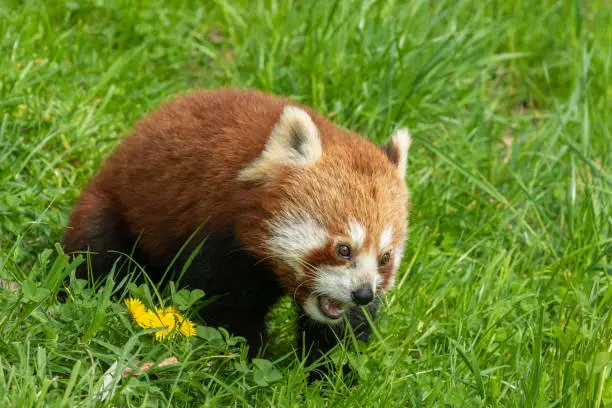 Red panda eating grass on a meadow.