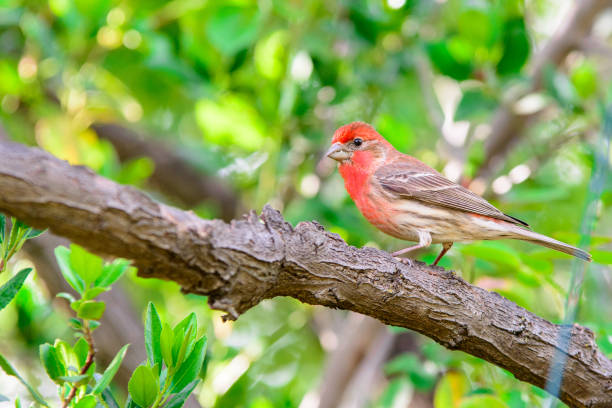 istock Red house finch bird perched on small twigs. 1194351211