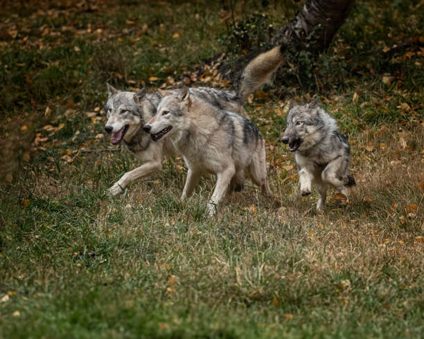istock Wolf pack at Triple D Game Farm Kalispell Montana USA 1194352158