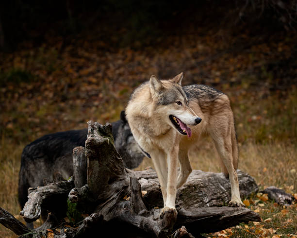 istock Wolf pack at Triple D Game Farm Kalispell Montana USA 1194352178