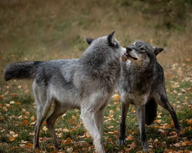 istock Wolf pack at Triple D Game Farm Kalispell Montana USA 1194352186