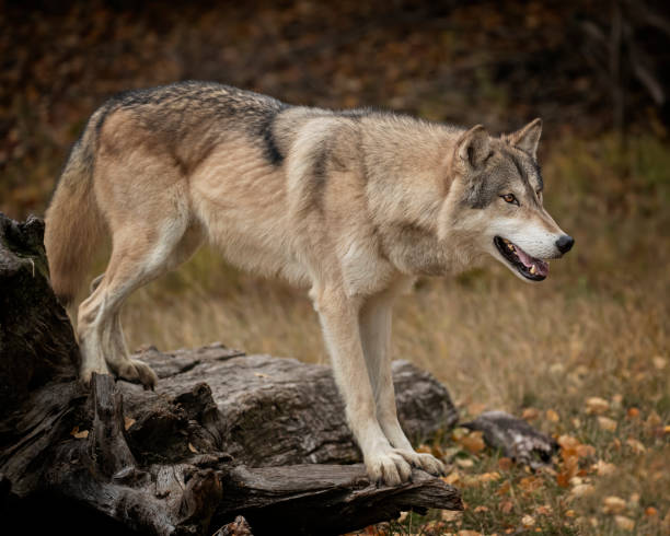 istock Wolf pack at Triple D Game Farm Kalispell Montana USA 1194352191