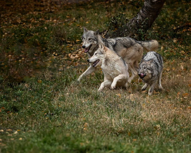 istock Wolf pack at Triple D Game Farm Kalispell Montana USA 1194352225