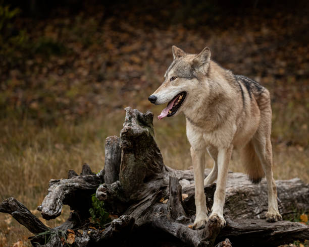 istock Wolf pack at Triple D Game Farm Kalispell Montana USA 1194352228