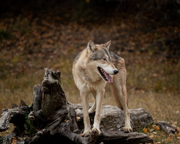 istock Wolf pack at Triple D Game Farm Kalispell Montana USA 1194352255