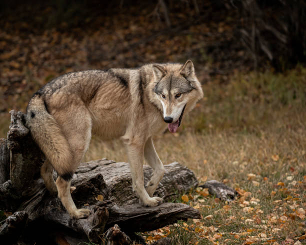 istock Wolf pack at Triple D Game Farm Kalispell Montana USA 1194352256