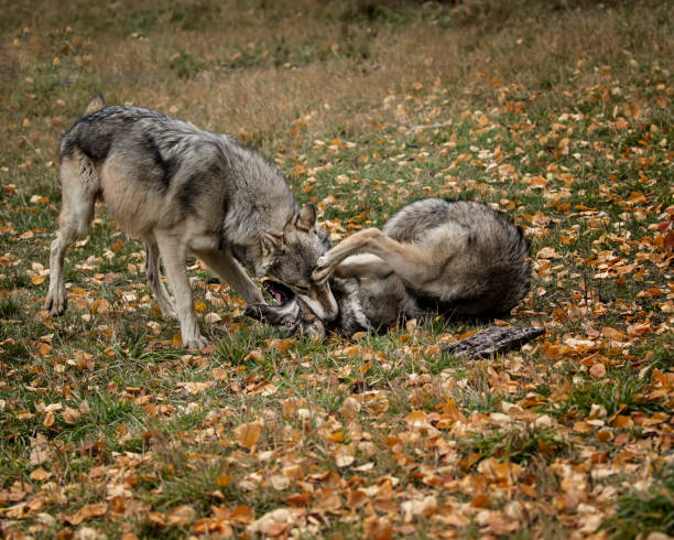 istock Wolf pack at Triple D Game Farm Kalispell Montana USA 1194352290