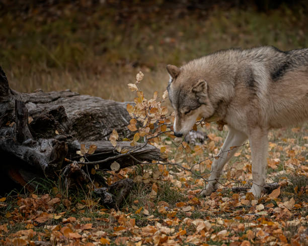 istock Wolf pack at Triple D Game Farm Kalispell Montana USA 1194352291
