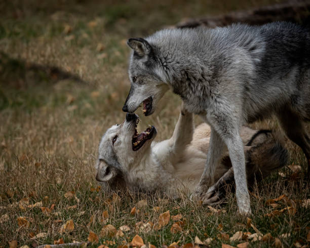 istock Wolf pack at Triple D Game Farm Kalispell Montana USA 1194352297