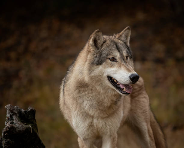 istock Wolf pack at Triple D Game Farm Kalispell Montana USA 1194352321