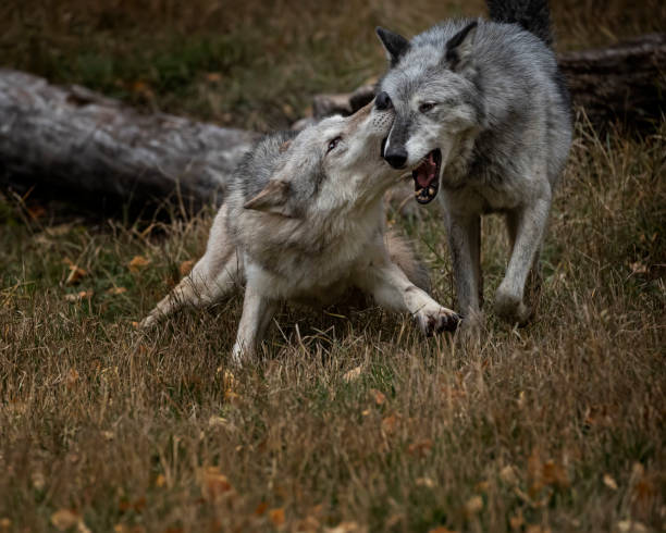 istock Wolf pack at Triple D Game Farm Kalispell Montana USA 1194352324