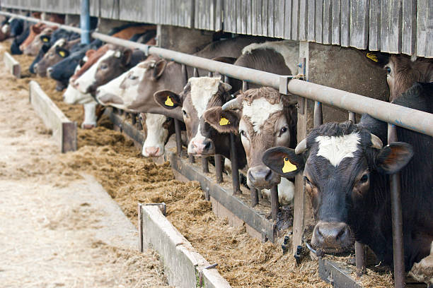 Battery Cows stock photo