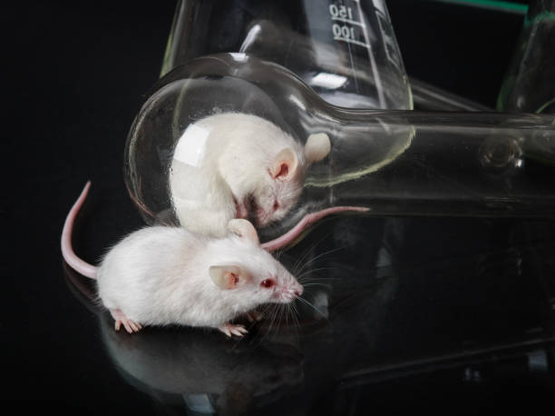 dois ratos brancos pequenos do laboratório na garrafa e na superfície de vidro - colors liquid small laboratory - fotografias e filmes do acervo