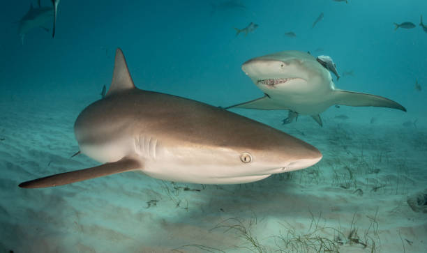 istock Reef and Lemon Sharks cruising over a sandy bottom 1194356411