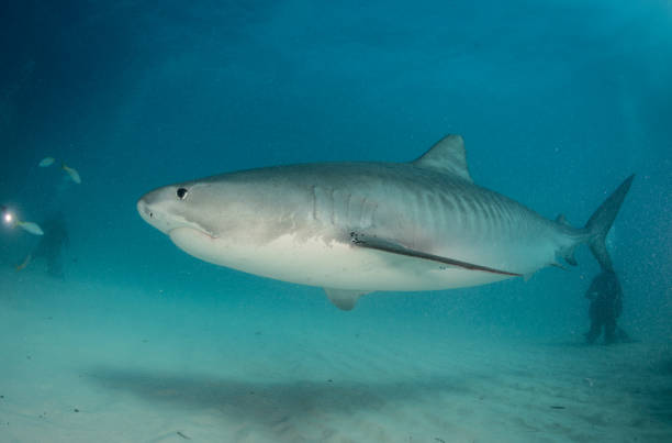 istock Tiger Sharks at Tiger Beach, Bahamas 1194356462