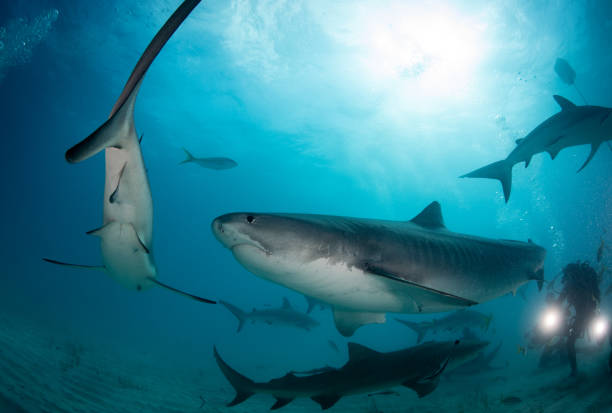 istock Tiger Sharks at Tiger Beach, Bahamas 1194356498