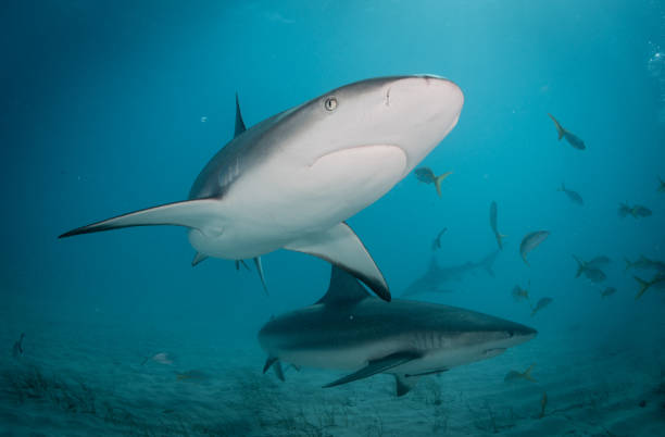 istock Reef and Lemon Sharks cruising over a sandy bottom 1194356512