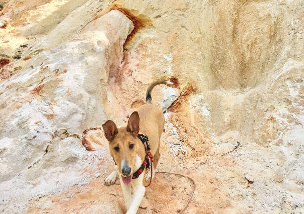 Five month puppy of Smooth Collie stays in color mountain. Front view of animal body. Looking into the camera. The Smooth Collie is a breed of dog developed originally for herding. Nowadays Smooth Collie is usually used as a family dog because their easy to train. It is nice pet for their due to its high intelligence and eagerness to please its owners.  They are also very useful as assistance dogs for the disabled.