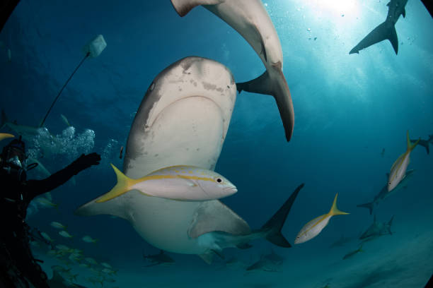 istock Tiger Sharks at Tiger Beach, Bahamas 1194357727