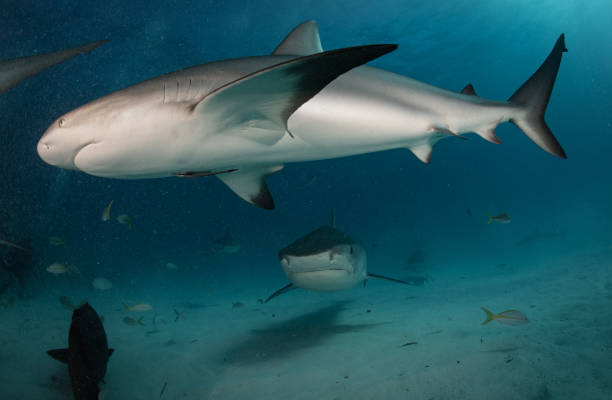 istock Reef and Lemon Sharks cruising over a sandy bottom 1194357772