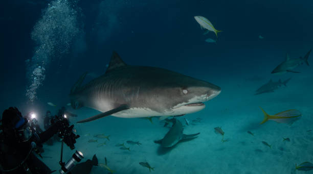 istock Tiger Sharks at Tiger Beach, Bahamas 1194357774