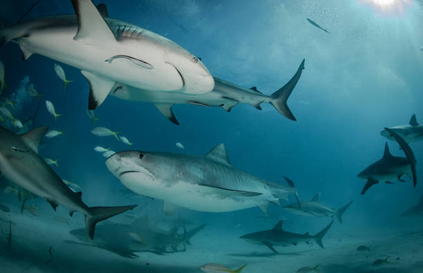 istock Tiger Sharks at Tiger Beach, Bahamas 1194357808