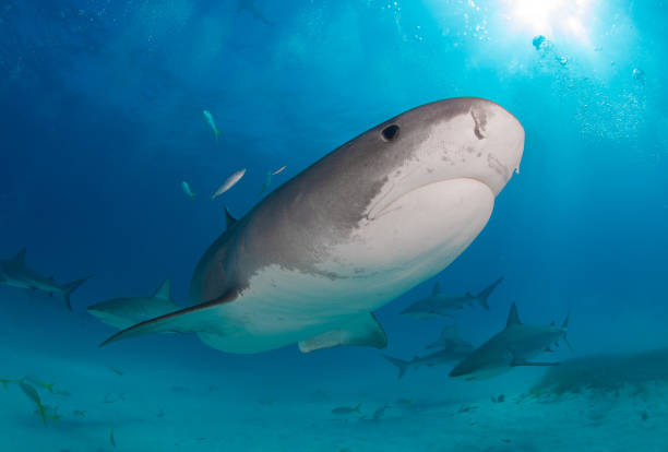 istock Tiger Sharks at Tiger Beach, Bahamas 1194357871