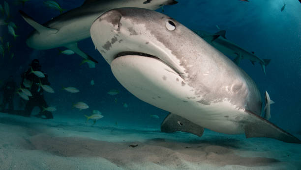 istock Tiger Sharks at Tiger Beach, Bahamas 1194357920
