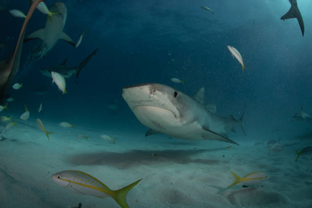 istock Tiger Sharks at Tiger Beach, Bahamas 1194358014