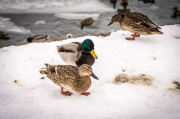 Eider duck couple looking for food in the snow