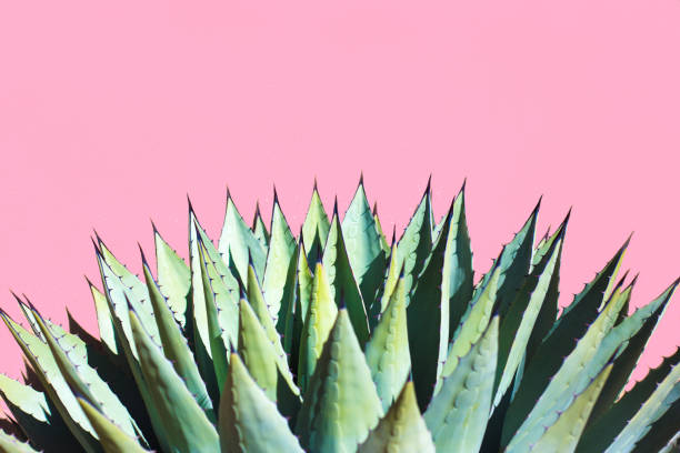 istock Sunlit Blue Agave (American Aloe) Plant; Vibrant Pink Background 1194358660