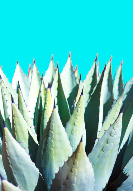 istock Sunlit Blue Agave (American Aloe) Plant; Vibrant Pink Background 1194358665