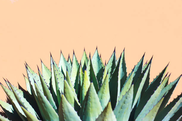 istock Sunlit Blue Agave (American Aloe) Plant; Peach-Colored Background 1194358716