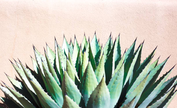 istock Sunlit Blue Agave (American Aloe) Plant; Tan Background 1194358730