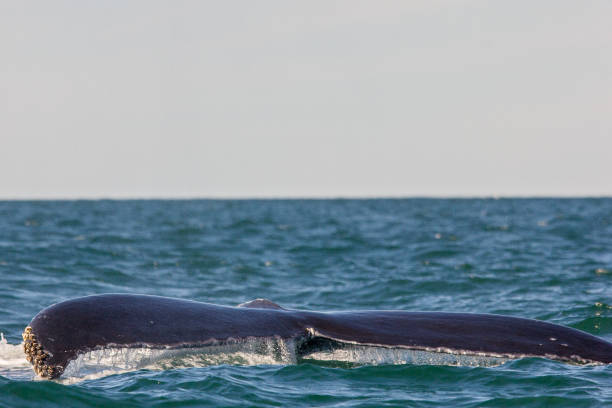 istock Humpback Whale Watching Brier Island Nova Scotia 1194358805