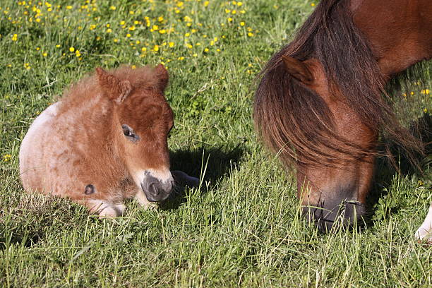 istock Shetland ponies in a meadow 119435914