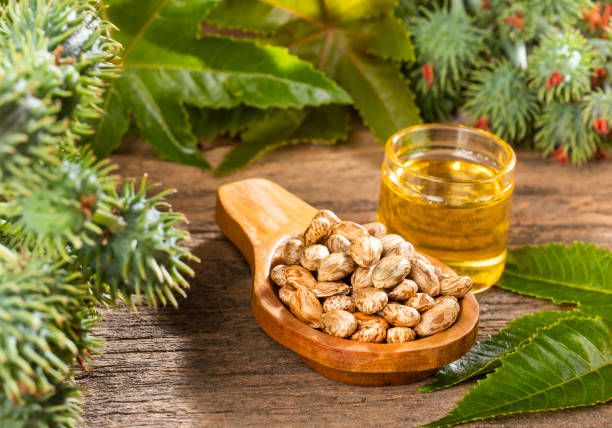 istock Castor oil with dry and green beans - Ricinus communis 1194360351