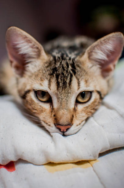 istock Mixed breed Bengal puppy lying in bed 1194363252