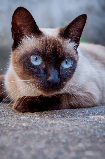 istock siamese cat portrait with undefined breed 1194367340