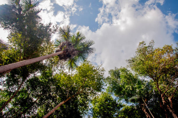 istock View from below into treetops of beeches on a sunny and clouds 1194372071