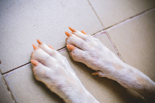 istock dog paw with dirty dirt nails 1194372159