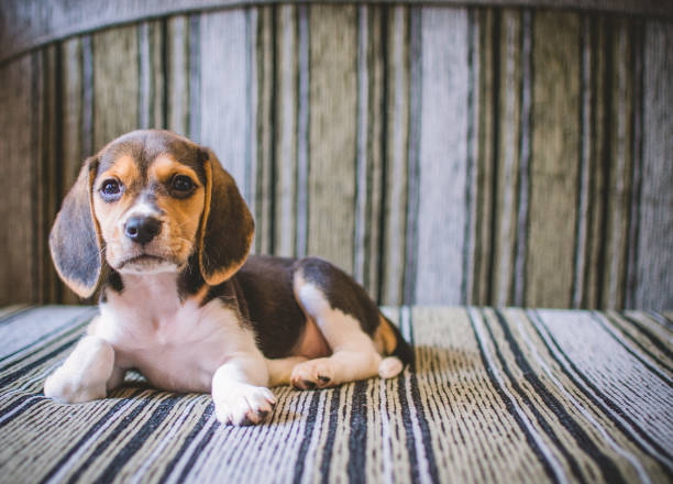 istock beagle puppy lying on the couch 1194372190