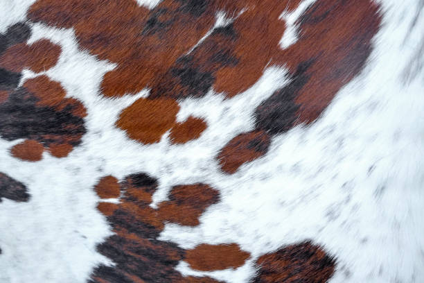 istock Black and brown spotted pattern in cowhide fur 1194372226