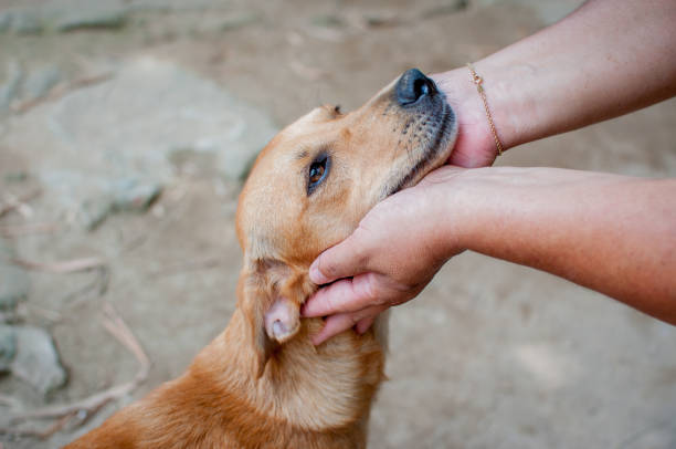 istock owner caressing gently her dog 1194372227