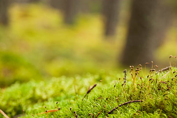 istock Autumn scene with moss in the foreground 119437465