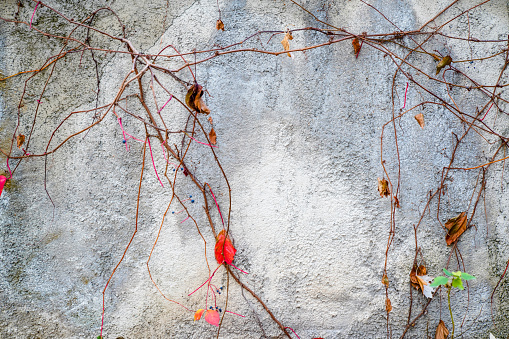 white wall and ivy. autumn concept background